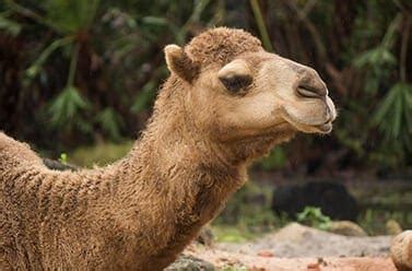 Dromedary Camel