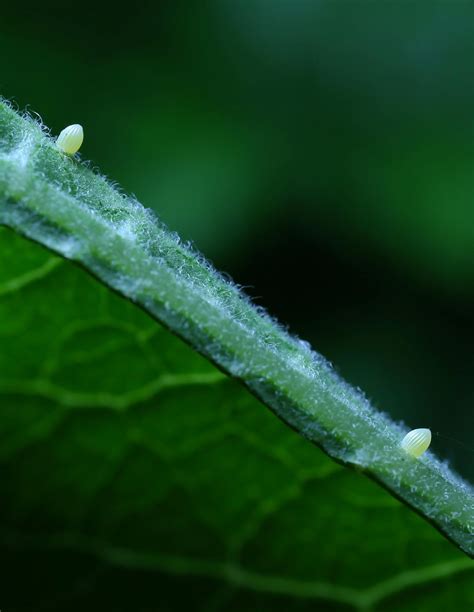 All of Nature: Monarch Butterfly Eggs