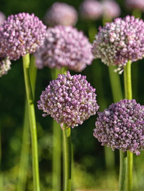 Allium Miniature 'Ping Pong' Ornamental Onion from ADR Bulbs