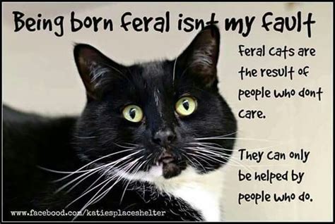 Please ask for help if you feel you can't afford to spay/neuter Cat ...