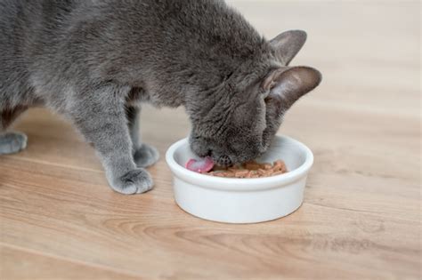 Premium Photo | Cat eating wet food from white bowl on wooden floor