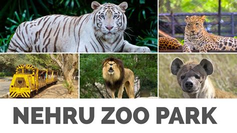 Nehru Zoological park | Animals | Zoo Park Hyderabad - YouTube