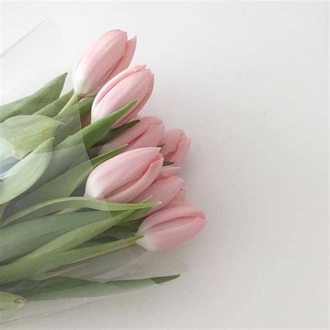 Pin by luca on [collection] flowers | Flower aesthetic, Pink tulips, Pink flowers