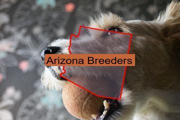 Top Berger Picard Breeders in Arizona