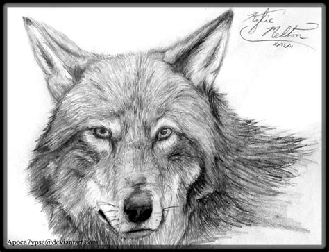 Realism 1 - Red Wolf by Apoca7ypse on DeviantArt