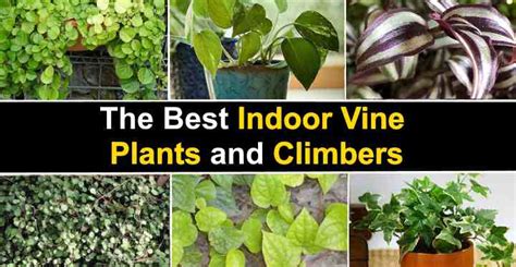 The Best Indoor Vine Plants and Climbers (With Pictures)