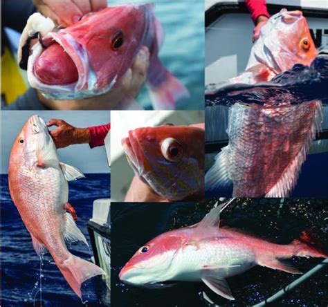 To Use Or Not To Use: A Guide to Venting & Descending Reef Fish - Return 'Em Right