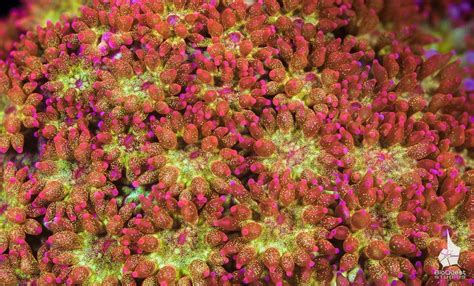 A rare colouration of a goniopora sp coral. Each polyp is just 2 mm in ...