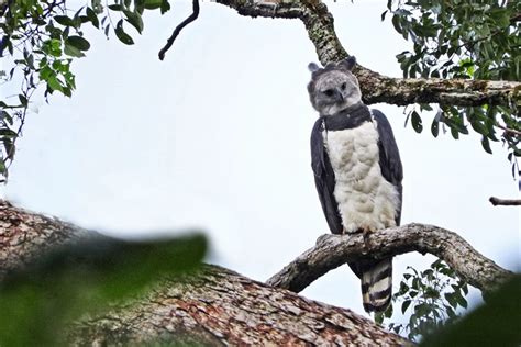 A Colombian Production Company In Search of the Harpy Eagle — WhereNext