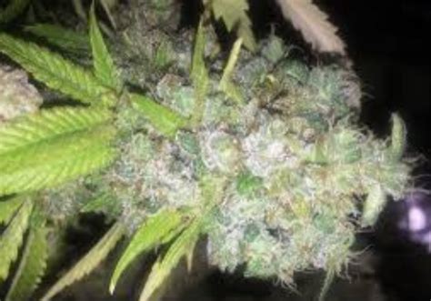 Top 10 Best Sativa Strains for Pain Relief | High CBD Marijuana Seeds