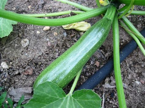 Summer Squash - Black Beauty Zucchini - St. Clare Heirloom Seeds