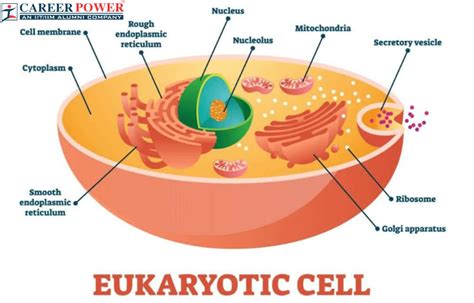 Eukaryotic Cell: Diagram, Definition, Structure & Examples