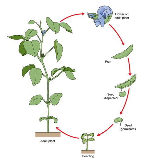 Top 90+ Pictures Stages Of A Bean Plant Life Cycle Excellent