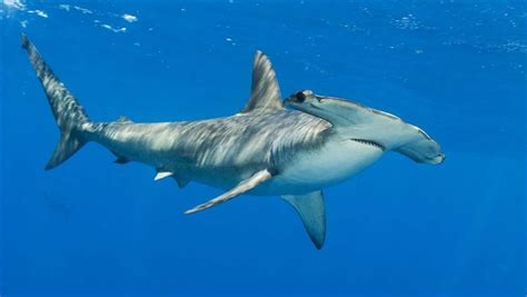 3 Sharks That Need Protection in the Indian Ocean | The Pew Charitable Trusts