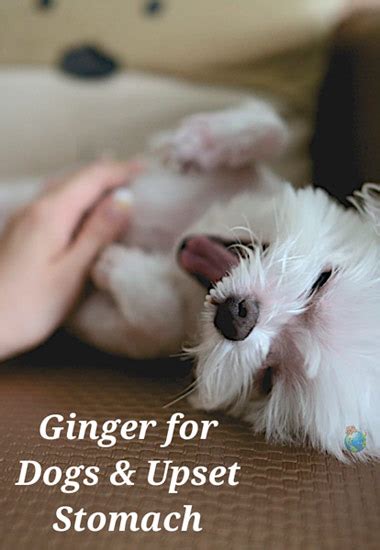 Ginger for Dogs & Upset Stomach - Can Dogs Eat Ginger?