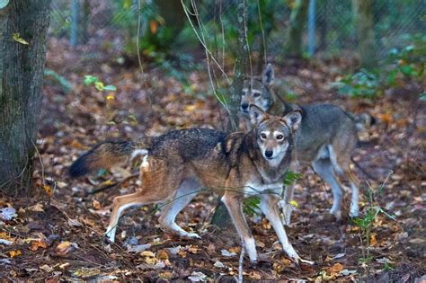 FWS and conservationists disagree over red wolf conservation | Plants And Animals