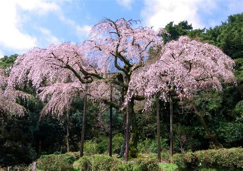 Double Pink Weeping Cherry Blossom Tree - Bright pink blossoms cascade – Online Orchards