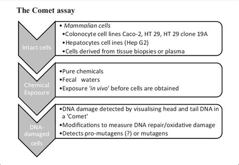 | Schematic illustration of the Comet assay. | Download Scientific Diagram