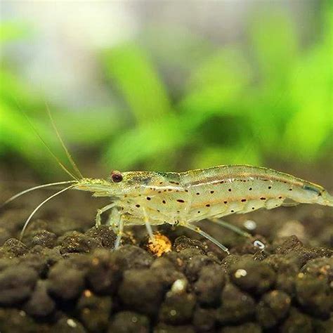 Amano Shrimp | Fast Delivery Abyss Aquatics UK