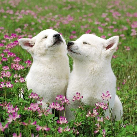 Cute White Puppies | In Photos | Funny And Cute Animals