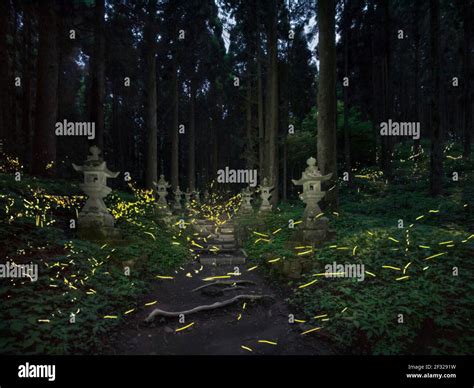 Fireflies in forest japan hi-res stock photography and images - Alamy