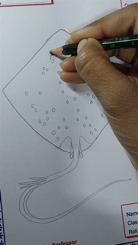 Sketch of Trygon fish(common stringray) - YouTube