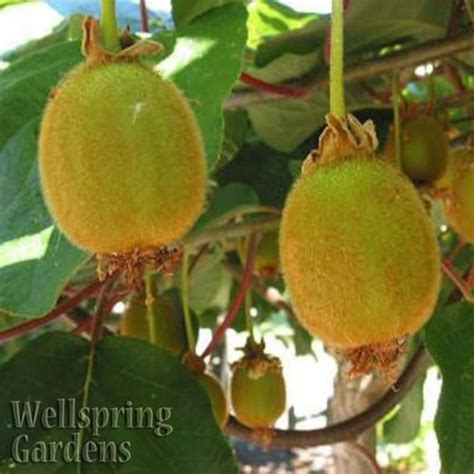 HARDY KIWI FRUIT Plant Edible Fruit Vine Actinidia deliciosa | Etsy