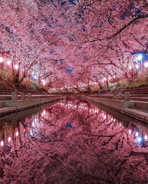 Cherry Blossom in Japan : r/pics