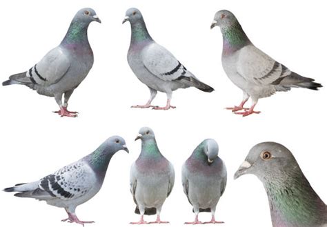 Examining the pigeon muscles - Travipharma Blog