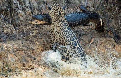 Jaguar hunting a caiman twice his size is f**king 🔥 : r/NatureIsFuckingLit