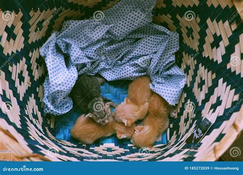 Group of Newborn Kitten Sleep Together in Basket Stock Image - Image of pets, kittens: 185272039