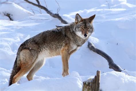 Snarling Coyote stock photo. Image of teeth, attack, predator - 24583084