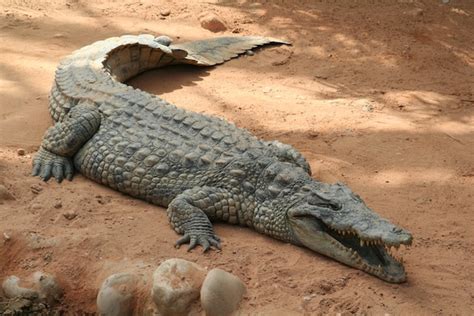 Crocodile Anatomy - Crocodile Facts and Information