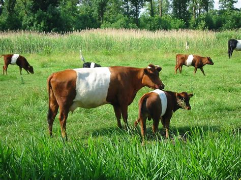 Dutch Belted Cattle | Oklahoma State University