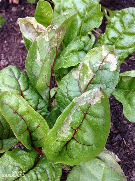 Guide to Vegetable Garden Pests: Identification and Organic Controls | Garden pest control ...