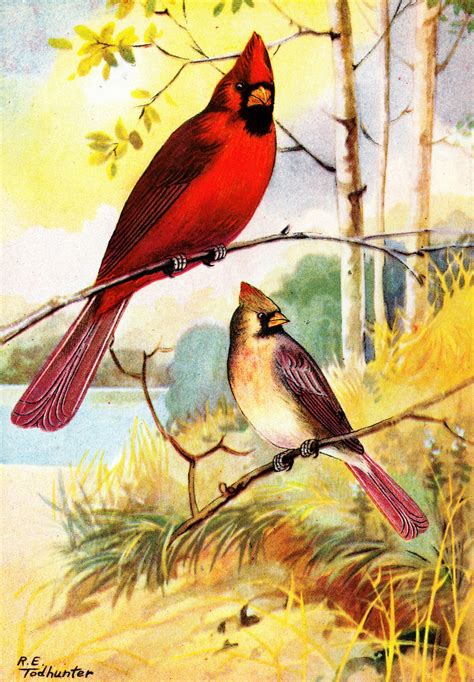 Collage Candy: More 1917 bird illustrations