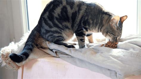 Signs of Food Allergies in Cats - Purrfect Love