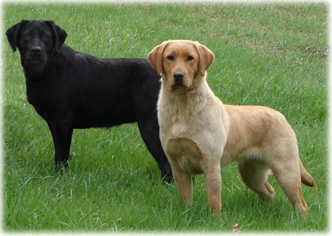 labrador dog pictures gallery - Dog Breeders Guide