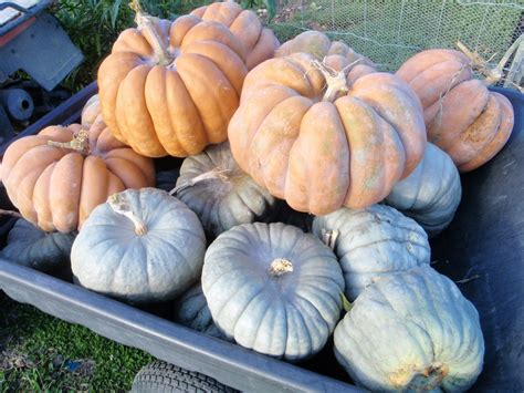 cabbage tree farm: Pumpkin harvest