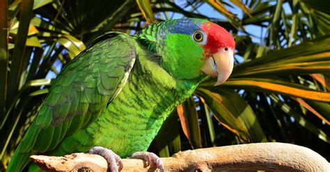 Red-Crowned Parrot Demonstrates Potential Of Moving Endangered Species To Cities