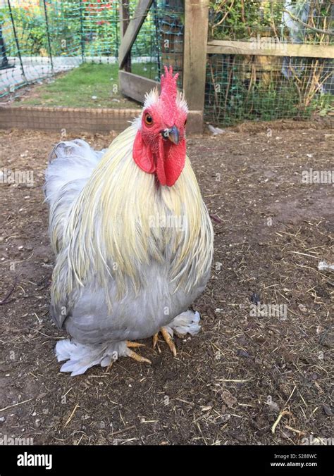 Pekin bantam hi-res stock photography and images - Alamy