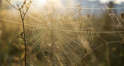 Spider Silk - Non Conventional Fibres Association