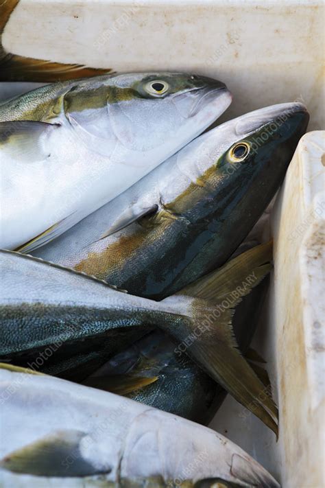 Yellowtail - Stock Image - F011/4876 - Science Photo Library