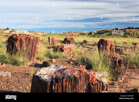 USA, Arizona, Holbrook, Petrified Forest National Park, Petrified wood ...