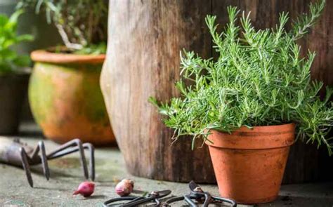 Growing Rosemary In Pots - For beginners