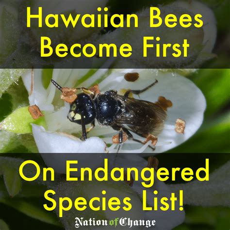 It’s Official: Bees Added to Endangered Species List | NationofChange