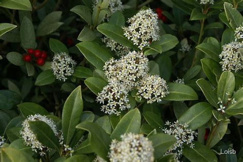 "Holly Bush in Bloom" by Loisb | Redbubble