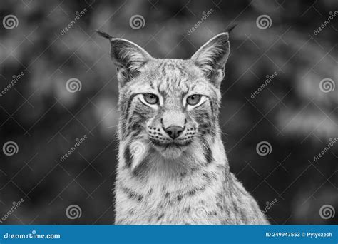 Portrait of Wild Lynx in Natural Habitat Stock Image - Image of wilderness, carnivore: 249947553