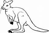 Baby Kangaroo Coloring Pages sketch template