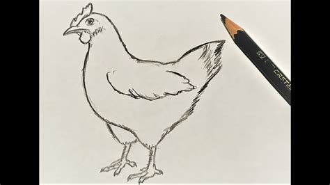 How to draw a Chicken Hen | Easy Pencil Drawing - YouTube